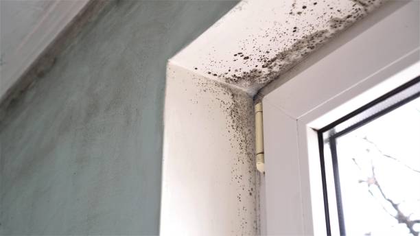 Best Certified Mold Removal  in South Dennis, NJ