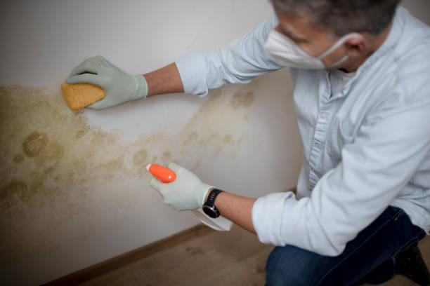 Best Local Mold Removal Service  in South Dennis, NJ