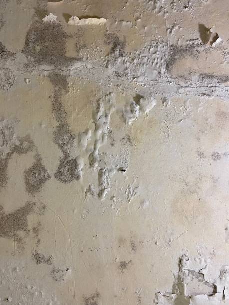 Best Toxic Mold Removal  in South Dennis, NJ
