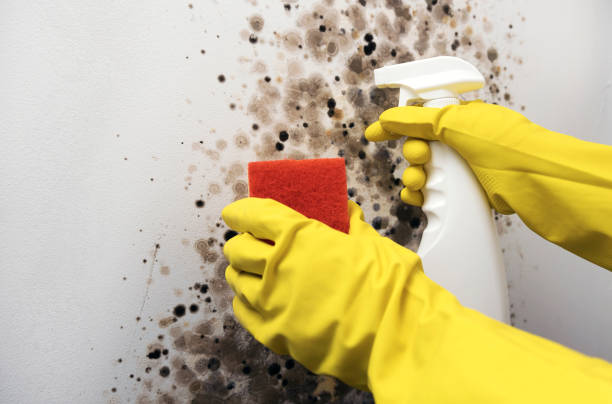 Best Fast Mold Removal  in South Dennis, NJ