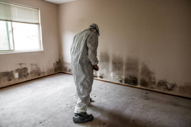 Best Attic Mold Removal  in South Dennis, NJ
